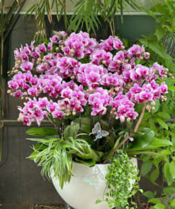 Lan hồ điệp hồng mini ghép chậu trang trí Tết