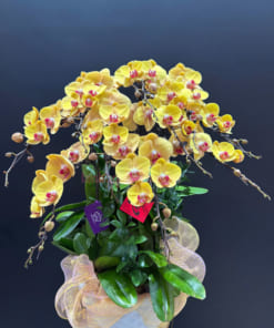 Lưu ý khi chăm sóc hoa lan hồ điệp vàng