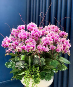 Mẫu chậu lan hồ điệp mini hồng khai xuân