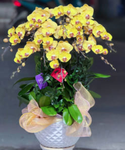 Mẹo giúp chậu lan hồ điệp vàng tươi lâu