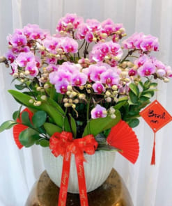 Nơi bán chậu hoa lan hồ điệp hồng mini khai xuân đẹp giá tốt