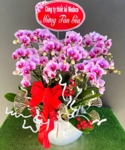 Nơi bán lan hồ điệp mini hồng đẹp tại Hà Nội