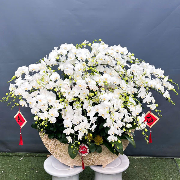 Thuyền hoa lan hồ điệp trắng 36 cành