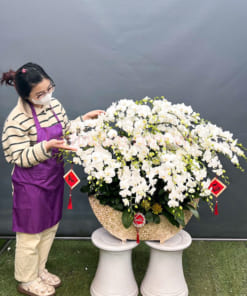 Thuyền hoa lan trắng 36 cành đẹp