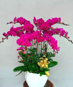 Ý nghĩa chậu hoa lan hồ điệp 10 cành đẹp