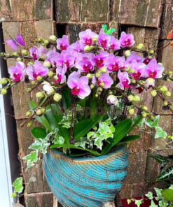 Chậu lan hồ điệp hồng mini 7 bầu