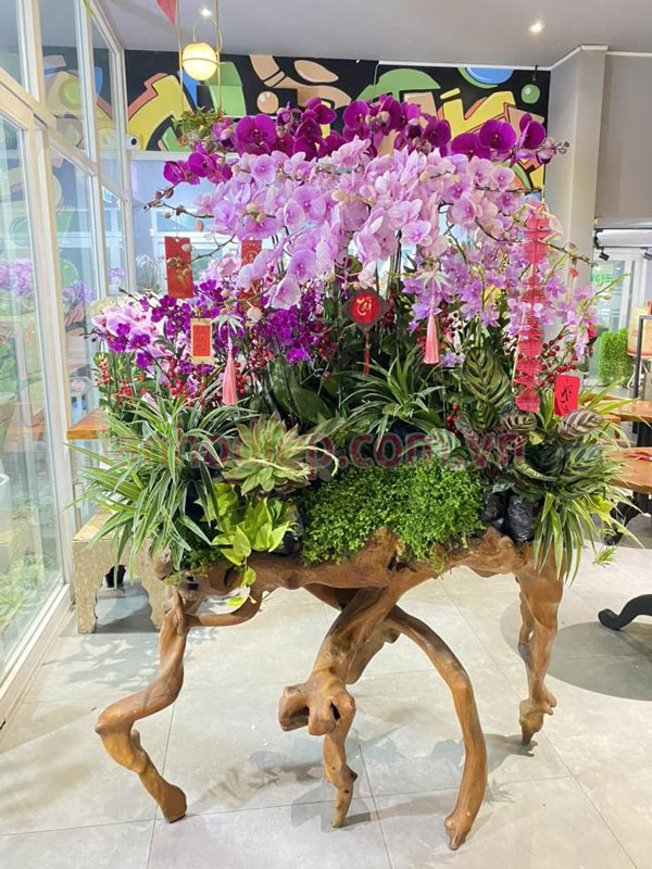 Bán chậu lan hồ điệp trưng ssu tết