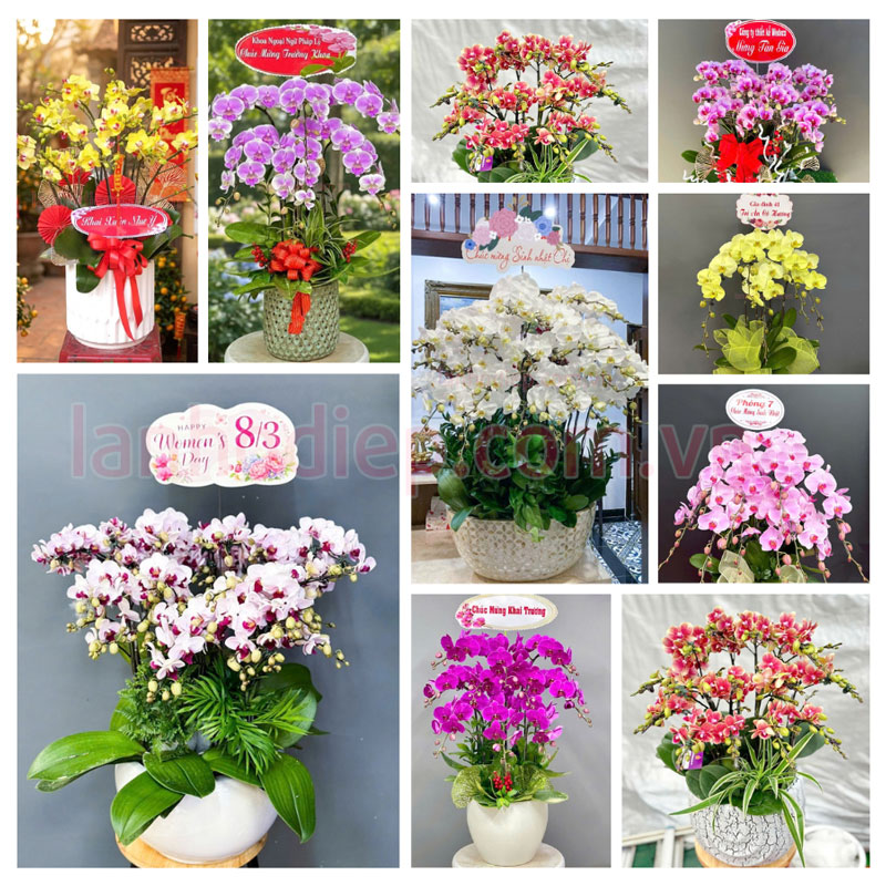 Bộ sưu tập chậu lan hồ điệp theo sự kiện