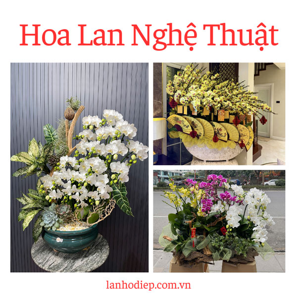 Chậu hoa lan nghệ thuật đẹp 