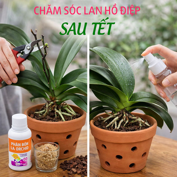 Cách chăm lan hồ điệp sau Tết