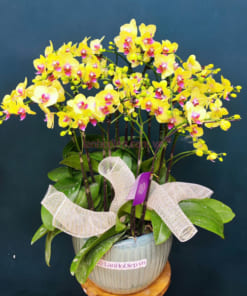 Cách chăm sóc chậu lan hồ điệp tươi lâu