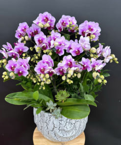 Cách chăm sóc chậu tiểu hồ điệp 6 bầu đẹp tươi lâu