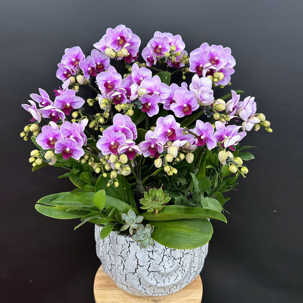 Cách chăm sóc chậu tiểu hồ điệp 6 bầu đẹp tươi lâu