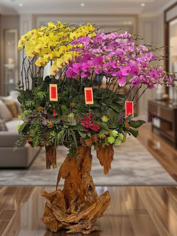 Cách xử lý lan hồ điệp sau Tết giúp cây nhanh hồi phục