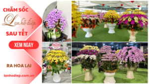Cách Chăm Sóc Lan Hồ Điệp Sau Tết Để Ra Hoa Lại