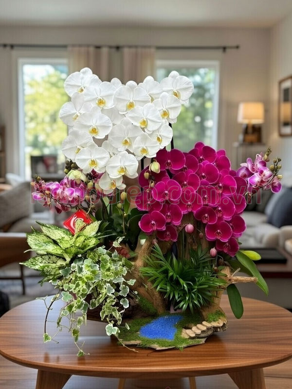 Cách chăm lan hồ điệp sau Tết ra hoa mua sau