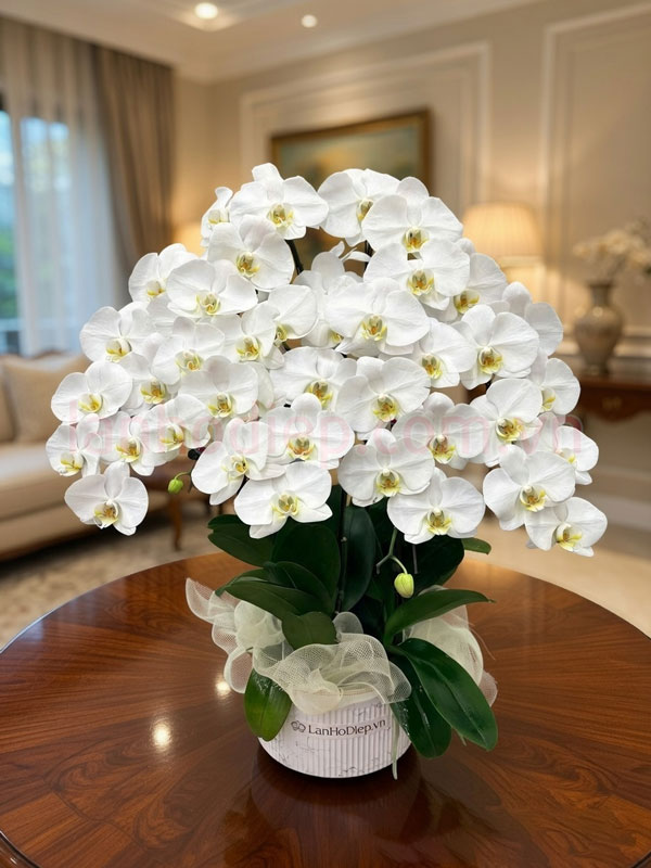 Cách chăm sóc lan hồ điệp sau trưng bày nhanh phục hồi
