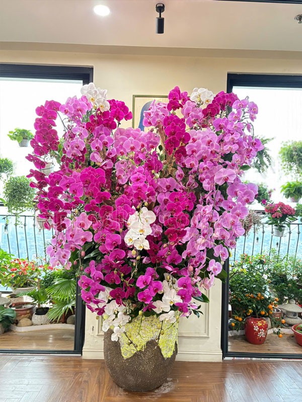 Cần bán lan hồ điệp thanh lý sau tết liên hệ ngay Lanhodiep.com.vn