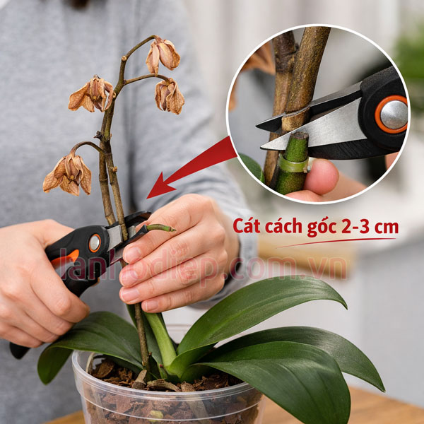 Cắt cành lan hồ điệp trên mắt ngủ (nút) thứ 3 từ gốc lên (khoảng 2-3 cm phía trên nút)