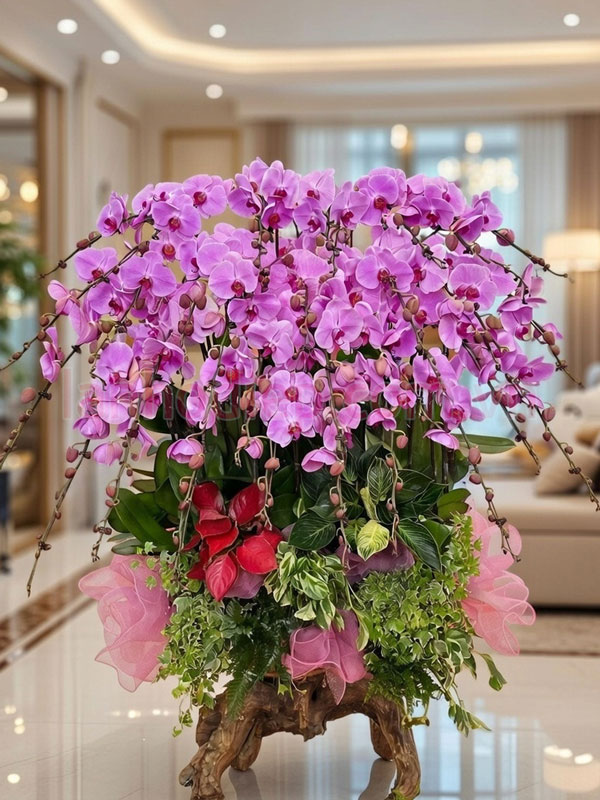 Cách chăm lan hồ điệp sau tết đúng kỹ thuật