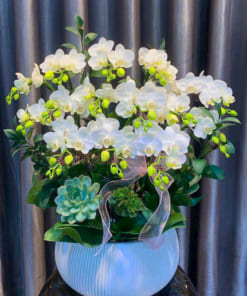 Chậu 7 bầu lan hồ điệp trắng mini đẹp