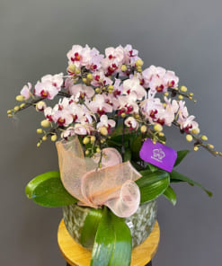 Chậu hoa lan hồ điệp mini làm quà tặng sinh nhật