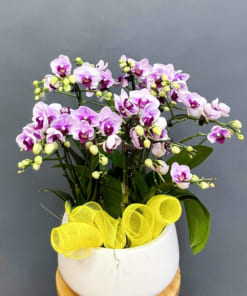 Chậu tiểu hồ điệp mini 5 gốc đẹp trang trí bàn làm việc