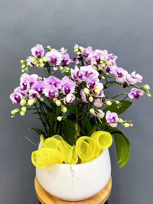 chau-hoa-ho-diep-mini-5-goc-dep Chậu tiểu hồ điệp mini 5 gốc đẹp trang trí bàn làm việc