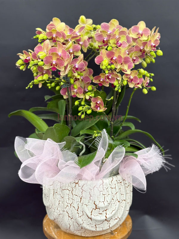 Chậu hoa lan hồ điệp mini 5 gốc đẹp