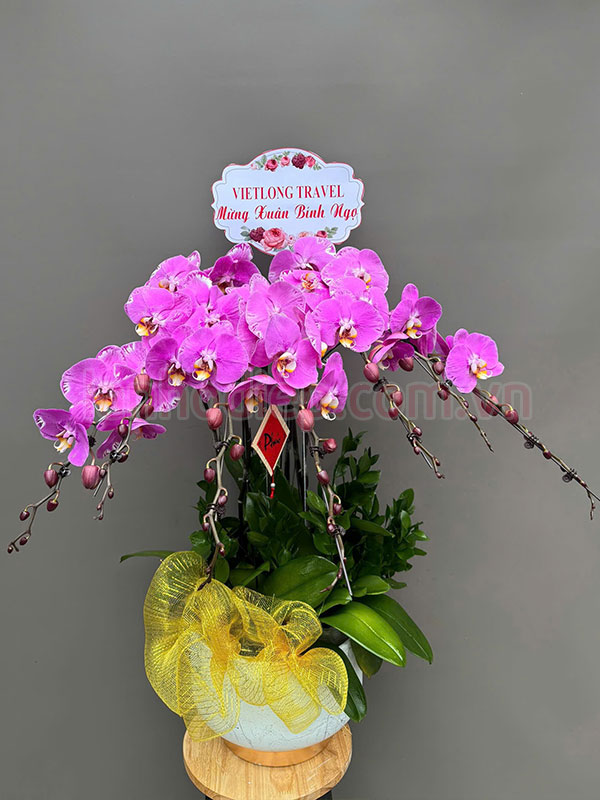 Chậu lan hồ điệp tím tặng khách hàng ngày tết