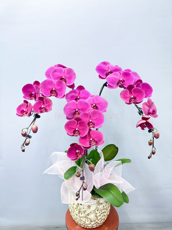Chậu hoa lan hồ điệp tím 3 cành đẹp