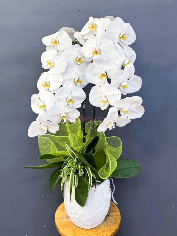 Chậu hoa lan hồ điệp trắng 2 cành