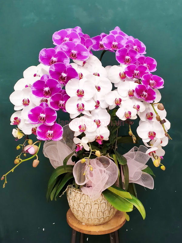 Chậu hoa lan hồ điệp trắng tím 6 cành