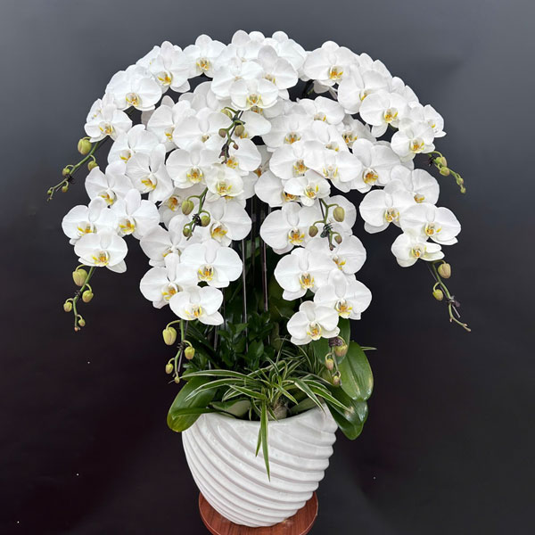 Chậu lan hồ điệp trắng trang trí nội thất mang đến may mắn tài lộc