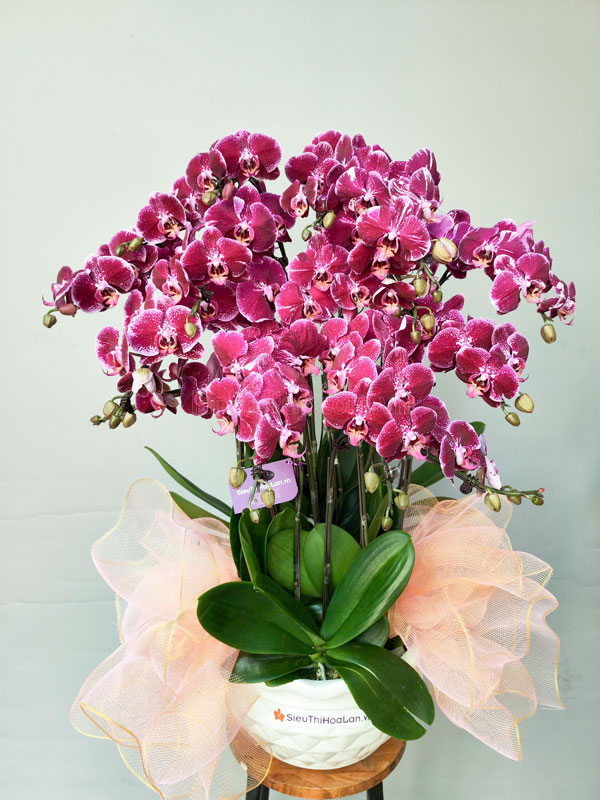 Chậu lan hồ điệp tím 16 cành đẹp