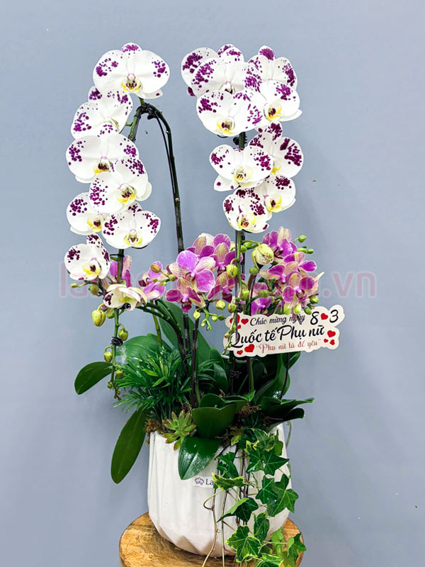 Chậu lan hồ điệp 2 cành tặng phụ nữ ngày 8 tháng 3