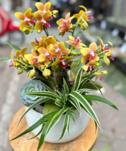 Chậu lan hồ điệp cam mini để bàn