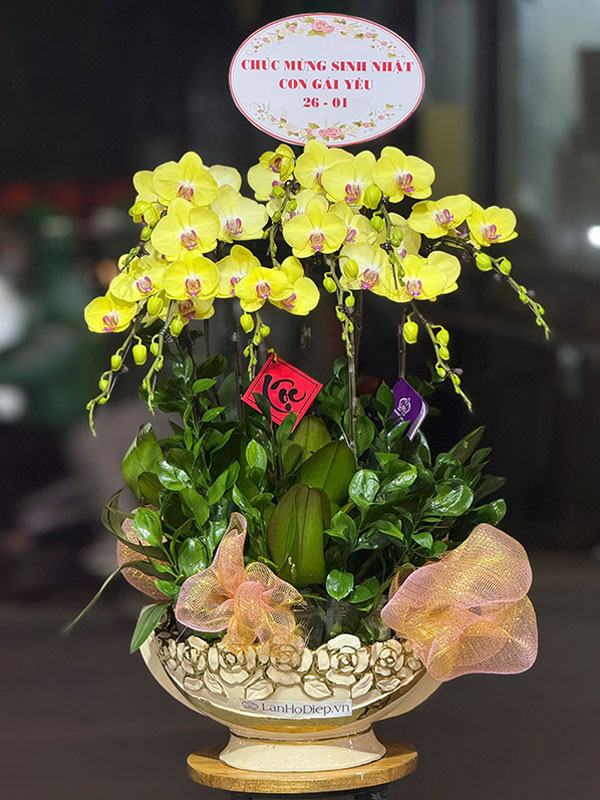 Chậu lan hồ điệp vàng chúc mừng sinh nhật 