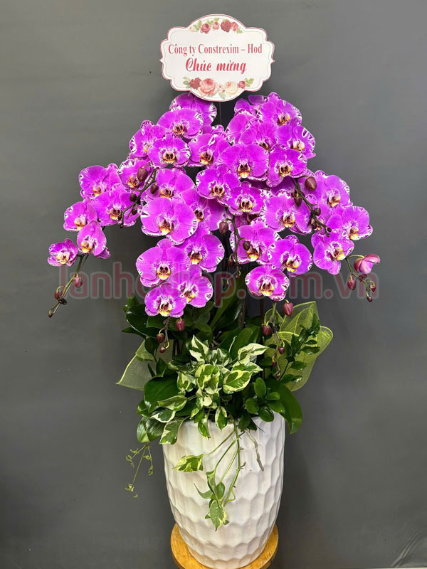 Chậu lan hồ điệp hồng bản đồ chúc mừng lễ khởi công