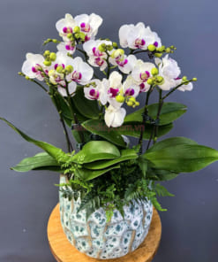 Chậu lan hồ điệp mini 3 bầu