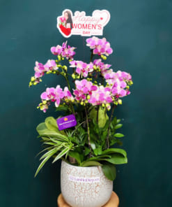 Chậu lan hồ điệp mini 5 bầu