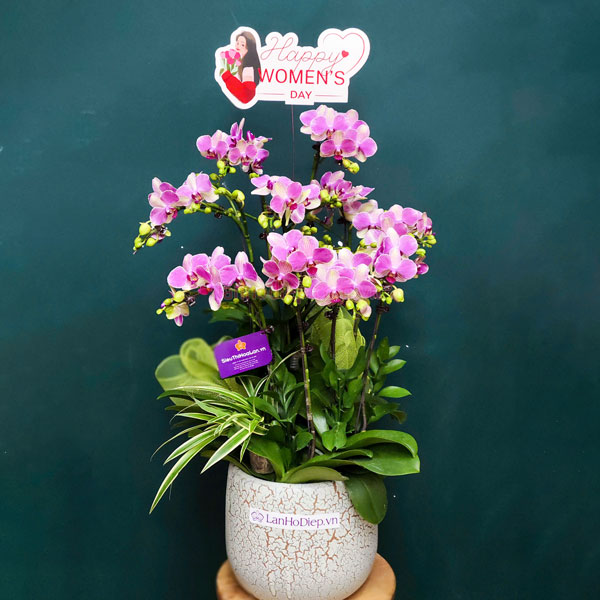 Chậu lan hồ điệp mini 5 bầu