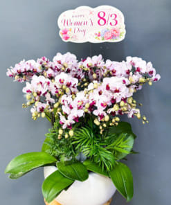 Chậu lan hồ điệp mini 6 bầu chúc mừng ngày 8/3