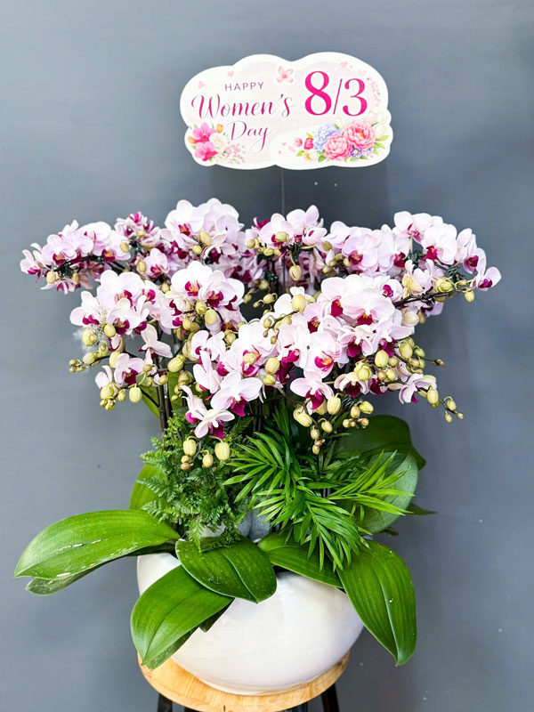 Chậu lan hồ điệp mini 6 bầu chúc mừng ngày 8/3