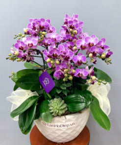 Chậu tiểu hồ điệp 6 bầu đẹp trưng nội thất văn phòng