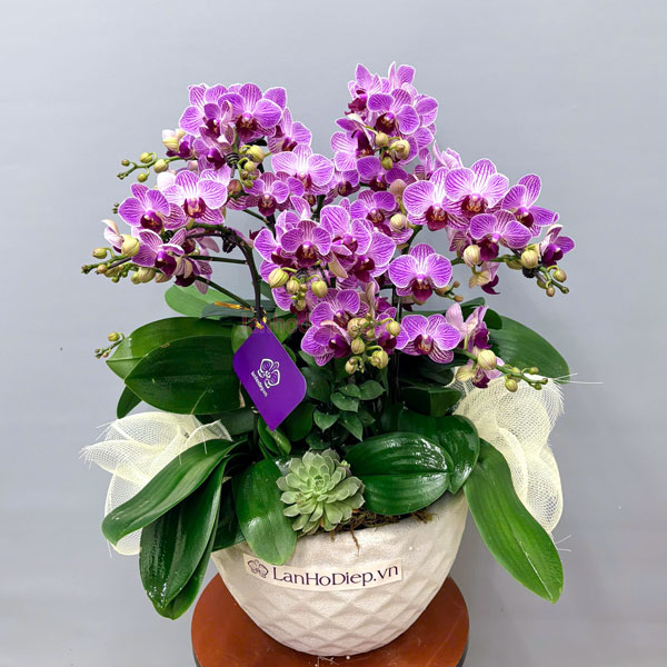 Chậu tiểu hồ điệp 6 bầu đẹp trưng nội thất văn phòng