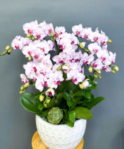 Chậu lan hồ điệp mini 6 gốc đẹp