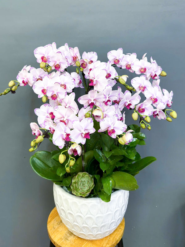 chau-lan-ho-diep-mini-6-goc-dep Chậu lan hồ điệp mini 6 gốc đẹp