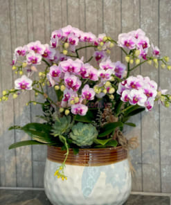 Chậu lan hồ điệp mini 6 gốc hồng đẹp