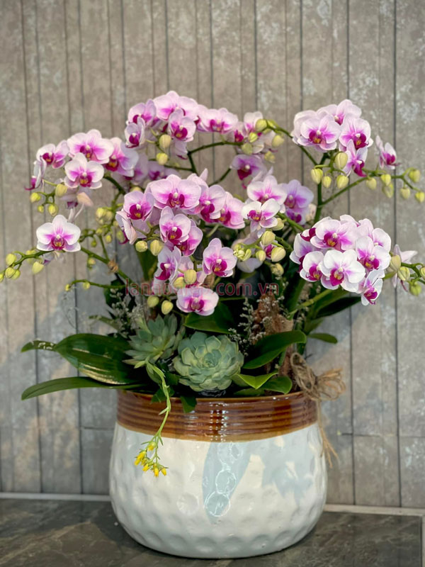 chau-lan-ho-diep-mini-6-goc-hong-dep Chậu lan hồ điệp mini 6 gốc hồng đẹp